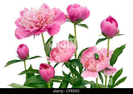 Rosa Juni-Pfingstrosen und einen grünen Fehler. Isoliert auf weiss. Stockfoto