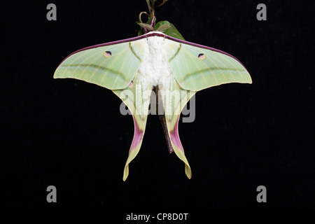 Indische Mondmotte oder indischen Luna Motte, Actias selene Stockfoto