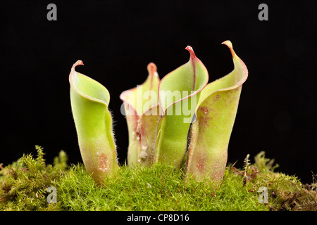Sonne Kannenpflanze, Heliamphora Nutans X heterodoxa Stockfoto