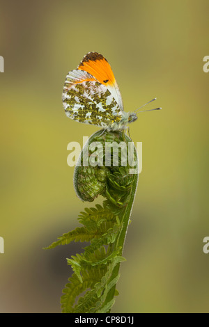 Orange-Tip Schmetterling, Männlich, Anthocharis Cardamines, Yorkshire, Mai Stockfoto