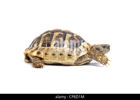 Hermanns die Schildkröten, Testudo hermanni Stockfoto