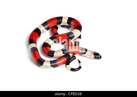 Pueblan Milksnake, Lampropeltis Triangulum campbelli Stockfoto