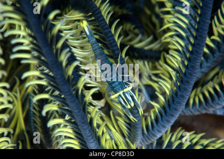 Peitschenkorallen Garnelen in einer passenden crinoid Stockfoto