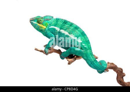 Pantherchamäleon, Furcifer Pardalis Ambilobe Form, Männlich Stockfoto