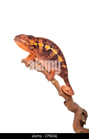Pantherchamäleon, Furcifer Pardalis Ambilobe Form, Weiblich Stockfoto