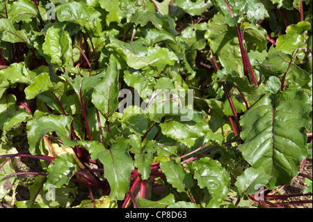 Reihen von biologisch angebauten Rüben Wurzel zeigt Blatt Ernte Stockfoto