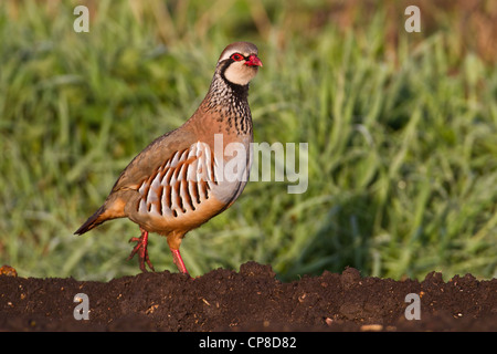 Rothuhn (Alectoris Rufa), Cambridgeshire, England Stockfoto