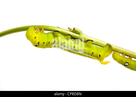 Oleander Hawkmoth, Daphnis Nerii, Larve Stockfoto