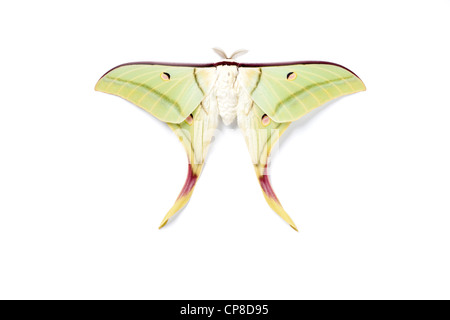 Indische Mondmotte oder indischen Luna Motte, Actias selene Stockfoto