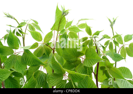 Textur des jungen Fluchten Garten BlackBerry. Isoliert auf weiss. Stockfoto