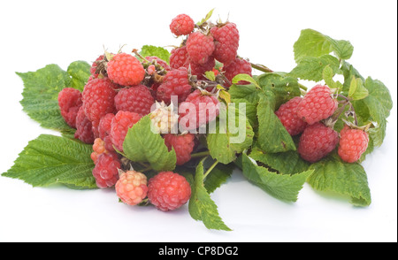 Reife und unreife echte Garten Himbeeren an Ästen mit verlässt. Isoliert auf weiss. Stockfoto