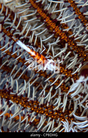 Peitschenkorallen Garnelen in crinoid Stockfoto