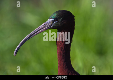 Leiter der Sichler (Plegadis Falcinellus), Lesbos, Griechenland Stockfoto