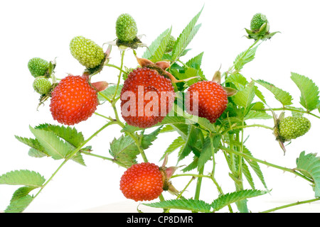 Mad verschroben stachelige giftige wilde Erdbeere. Isoliert auf weiss. Stockfoto