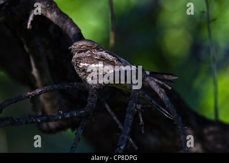 Schlafplatz männliche Europäische Ziegenmelker (Caprimulgus Europaeus), Lesbos, Griechenland Stockfoto