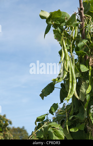 Biologisch angebaute Stangenbohnen bereit für die Kommissionierung gegen strahlend blauen Himmel an sonnigen Tag Stockfoto