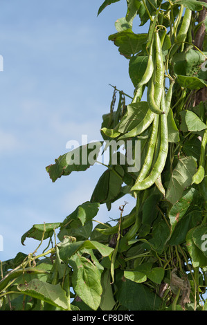 Biologisch angebaute Stangenbohnen bereit für die Kommissionierung gegen strahlend blauen Himmel an sonnigen Tag Stockfoto