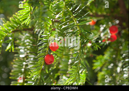 Saftigen roten Eiben Beeren in der Herbstsonne, eine natürliche Nahrung für Vögel Stockfoto