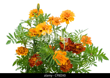 Französische Ringelblume Petite Orange (Tagetes Patula) Blumen isoliert auf weiss Stockfoto