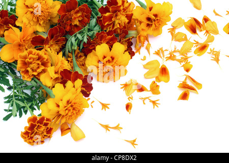 Ringelblume Petite Orange (Tagetes Patula) Blumen Postkarte isoliert auf weiss Stockfoto