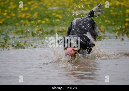 Spaniel jagt einen Ball in der Pfütze mit Hintergrund von Löwenzahn Stockfoto