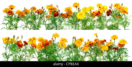 Französische Ringelblume Petite Orange (Tagetes Patula) Blumen legen Sie Rahmen isoliert auf weiss Stockfoto