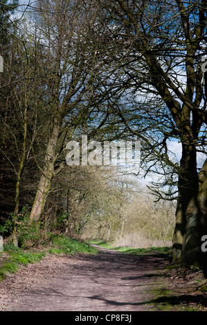 Feldweg durch schattigen Bäumen an einem sonnigen Tag Stockfoto