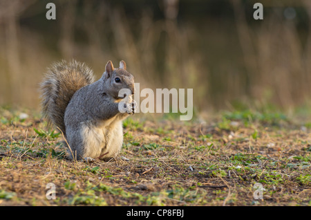 Graue Eichhörnchen Essen Peanut Stockfoto