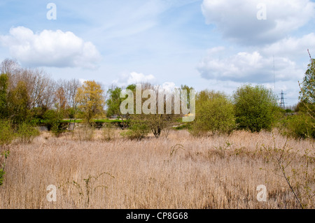 Marschland, Lee Valley Regional Park Leyton, London, UK Stockfoto