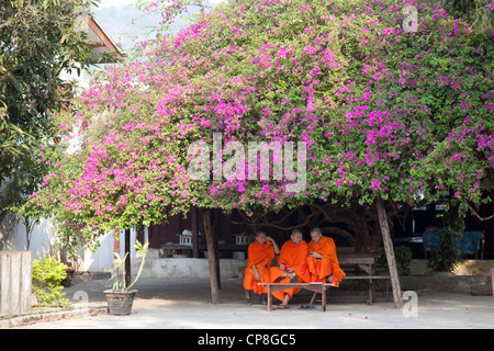 Im Tempelbereich, jungen buddhistischen Novizen Umgang mit ihren Mobiltelefonen im Schatten einer Bougainvillea. Luang Prabang - Laos Stockfoto