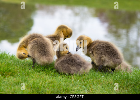 Kleine Küken. Graugans Gänsel. Cambridge. VEREINIGTES KÖNIGREICH. Stockfoto