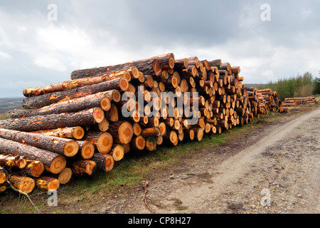 Holzeinschlag im Cropton Forest, North Yorkshire Moors National Park Stockfoto