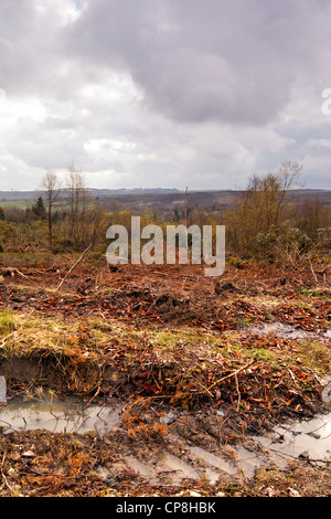 Holzeinschlag im Cropton Forest, North Yorkshire Moors National Park Stockfoto