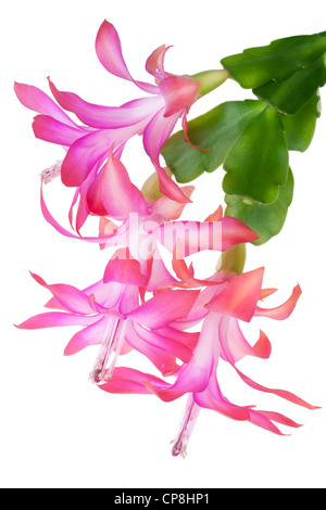 Blüten rosa leuchtende Blume Peyote (Nopal, Fackel Distel, Cereus Cholla) Makro. Isoliert auf weiss Stockfoto