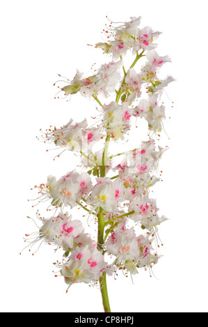 Blüte der Kastanie im Frühjahr isoliert auf weißem Hintergrund Stockfoto