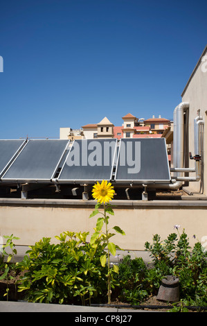 Eine Sonnenblume blüht vor Sonnenkollektoren auf dem Dach in Teneriffa Spanien Stockfoto