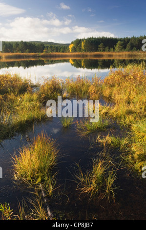 Uath Lochans im Herbst, Glen Feshie, Cairngorms National Park, Schottland. Stockfoto