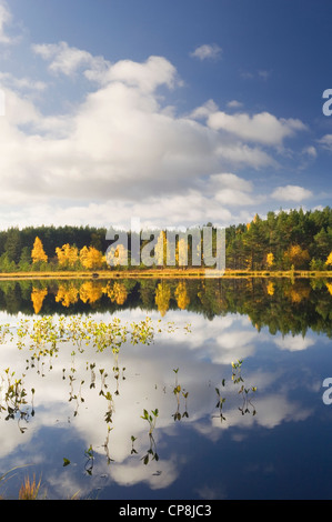 Uath Lochans im Herbst, Glen Feshie, Cairngorms National Park, Schottland. Stockfoto