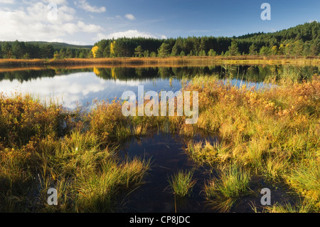 Uath Lochans im Herbst, Glen Feshie, Cairngorms National Park, Schottland. Stockfoto