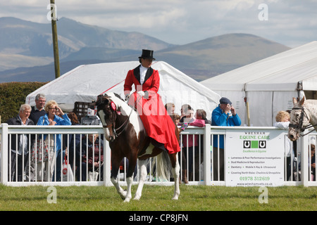 Einzelne Frau Reiten eine gewinnende Pferd Seite Sattel am Anglesey Land zeigen in der Mona showground mit Zuschauer. Wales UK Großbritannien Stockfoto