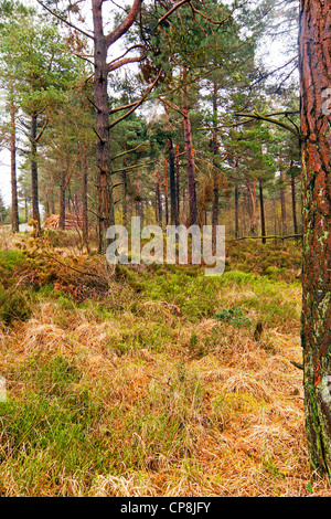 Holzeinschlag im Cropton Forest, Yorkshire Moors National Park Stockfoto