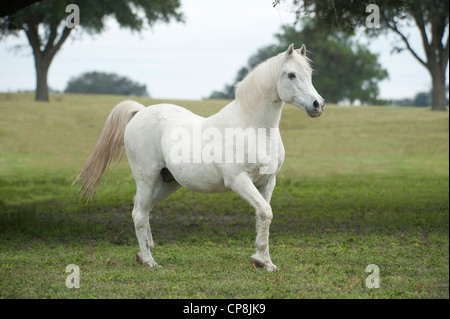 27 Jahre alter Araber Wallach Stockfoto