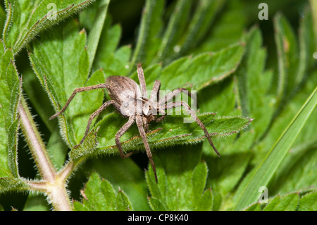 Eine weibliche Baumschule Web Spider (Pisaura Mirabilis) thront auf einem Blatt im Naturreservat Crossness, Bexley, Kent. Mai. Stockfoto