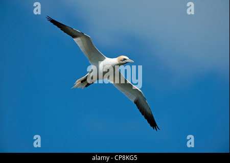 Tölpel, Sula Bassana im Flug, Aberdeenshire, Grampian Region Schottlands.   SCO 8199 Stockfoto