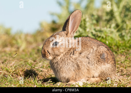 Ein Baby-Kaninchen (Oryctolagus Cuniculus) sonnen sich in der Frühlingssonne auf Ackerland in der Nähe von Dungeness, Kent. Mai. Stockfoto