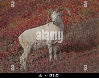 Dallschafe Ram auf Tundra bedeckt Hügel (Ovis Dalli) Denali Nationalpark, Alaska. Stockfoto