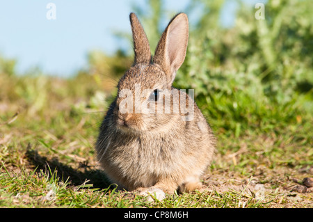 Ein Baby-Kaninchen (Oryctolagus Cuniculus) sonnen sich in der Frühlingssonne auf Ackerland in der Nähe von Dungeness, Kent. Mai. Stockfoto