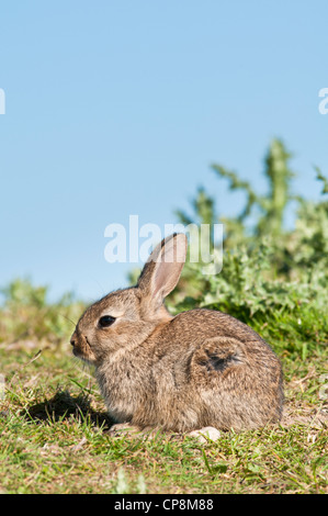 Ein Baby-Kaninchen (Oryctolagus Cuniculus) sonnen sich in der Frühlingssonne auf Ackerland in der Nähe von Dungeness, Kent. Mai. Stockfoto