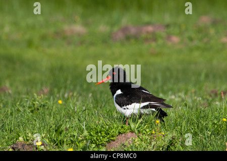 Ein Austernfischer (Haematopus Ostralegus) auf Marschland an Elmley Sümpfe National Nature Reserve, Kent. Mai. Stockfoto