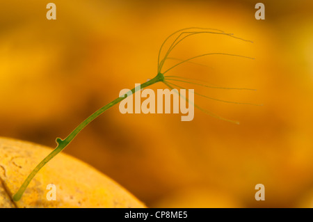 Eine grüne Hydra (Chlorohydra Viridissima) in den Prozess der asexuellen Vermehrung mit einer neuen Knospe nur Bildung. Belvedere, Kent. Mai Stockfoto